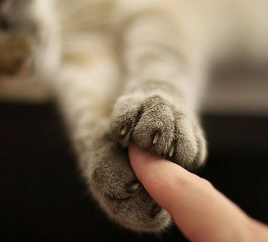 Кошачья лапка