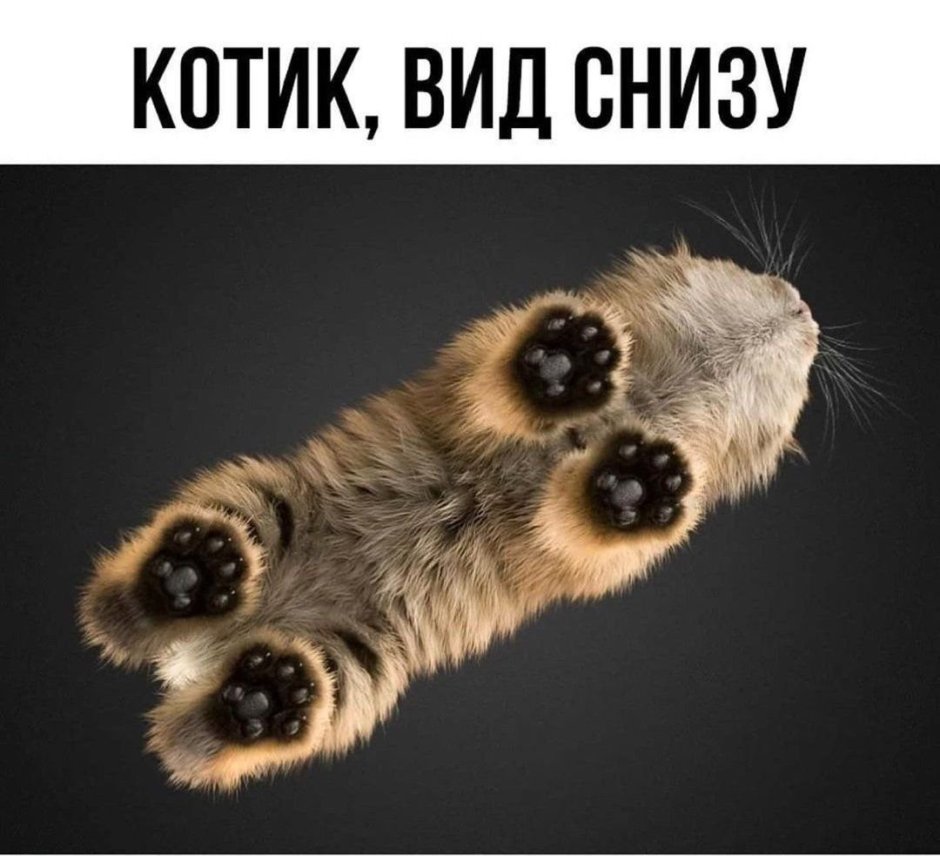 Котик вид снизу