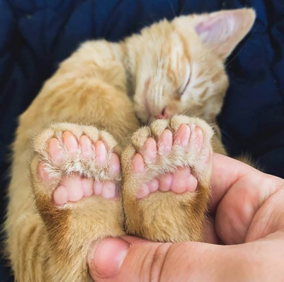 Кошки полидакты