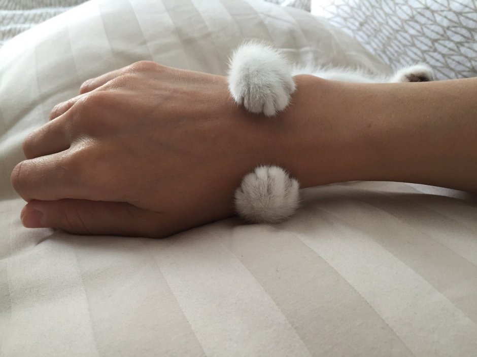 Кошачья лапка и рука человека