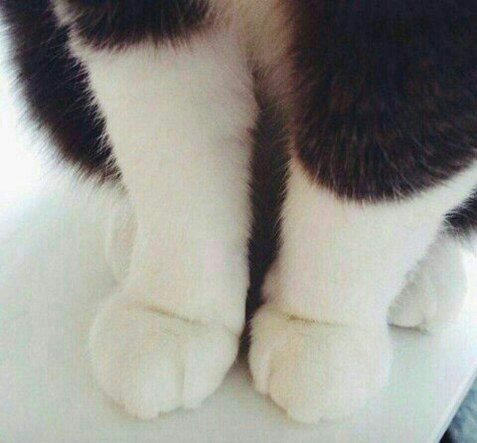 Милая Кошачья лапка