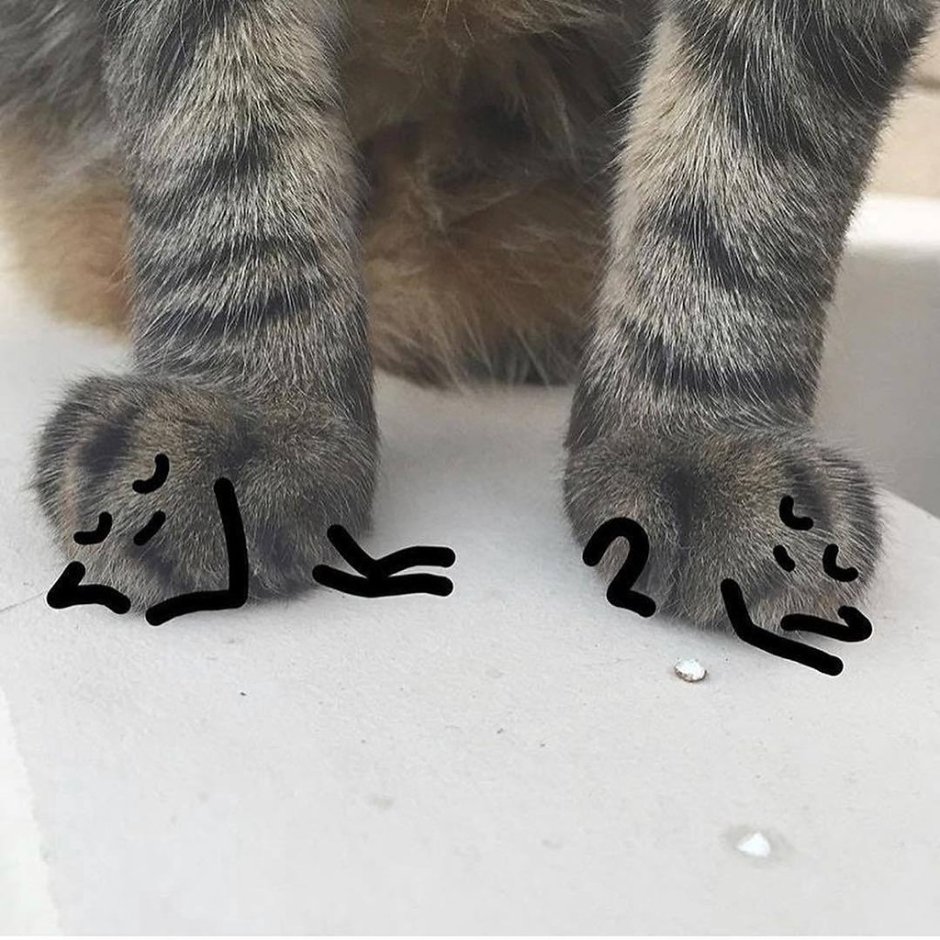 Лапки киски