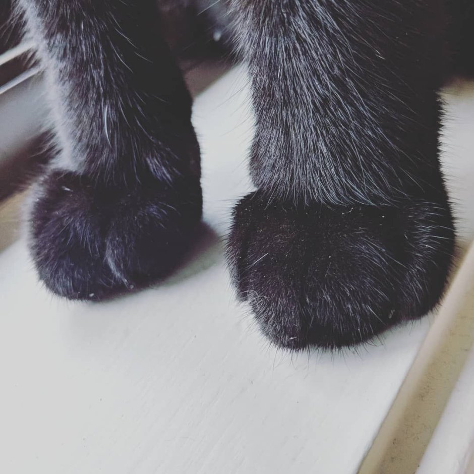 Спиннер "Cat Paws" - Niagara