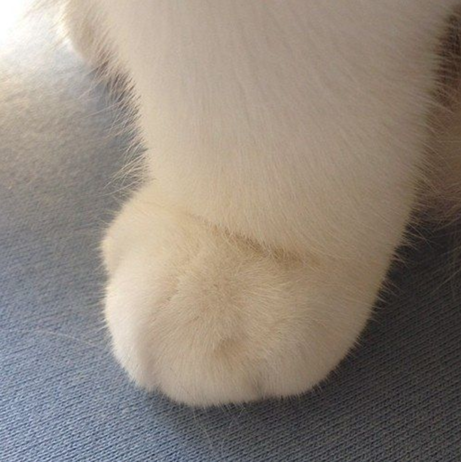Пухлая лапка котика