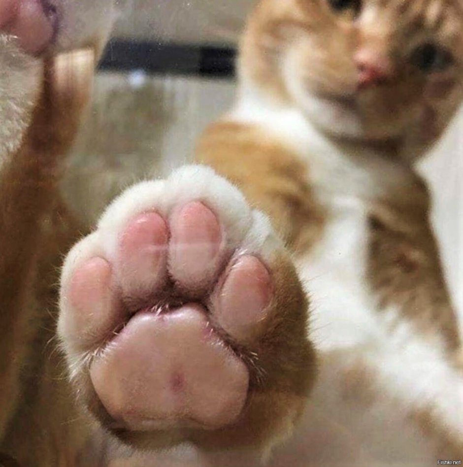 Кот дает пять