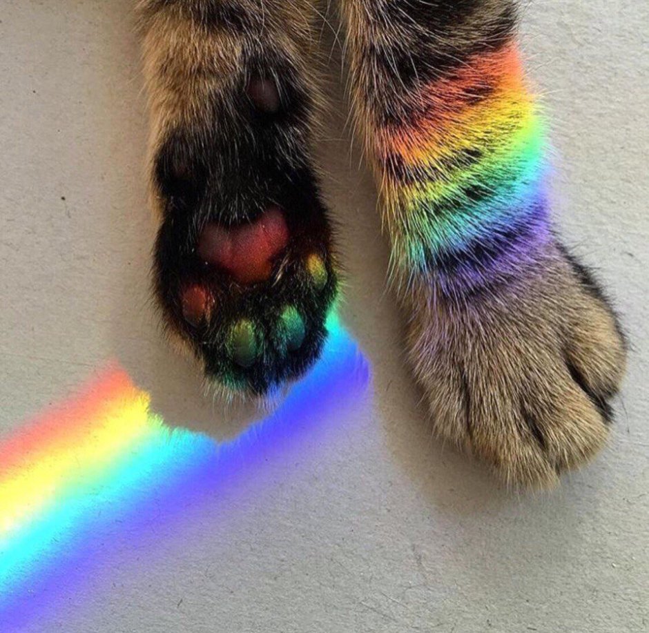 Радужные лапки кота