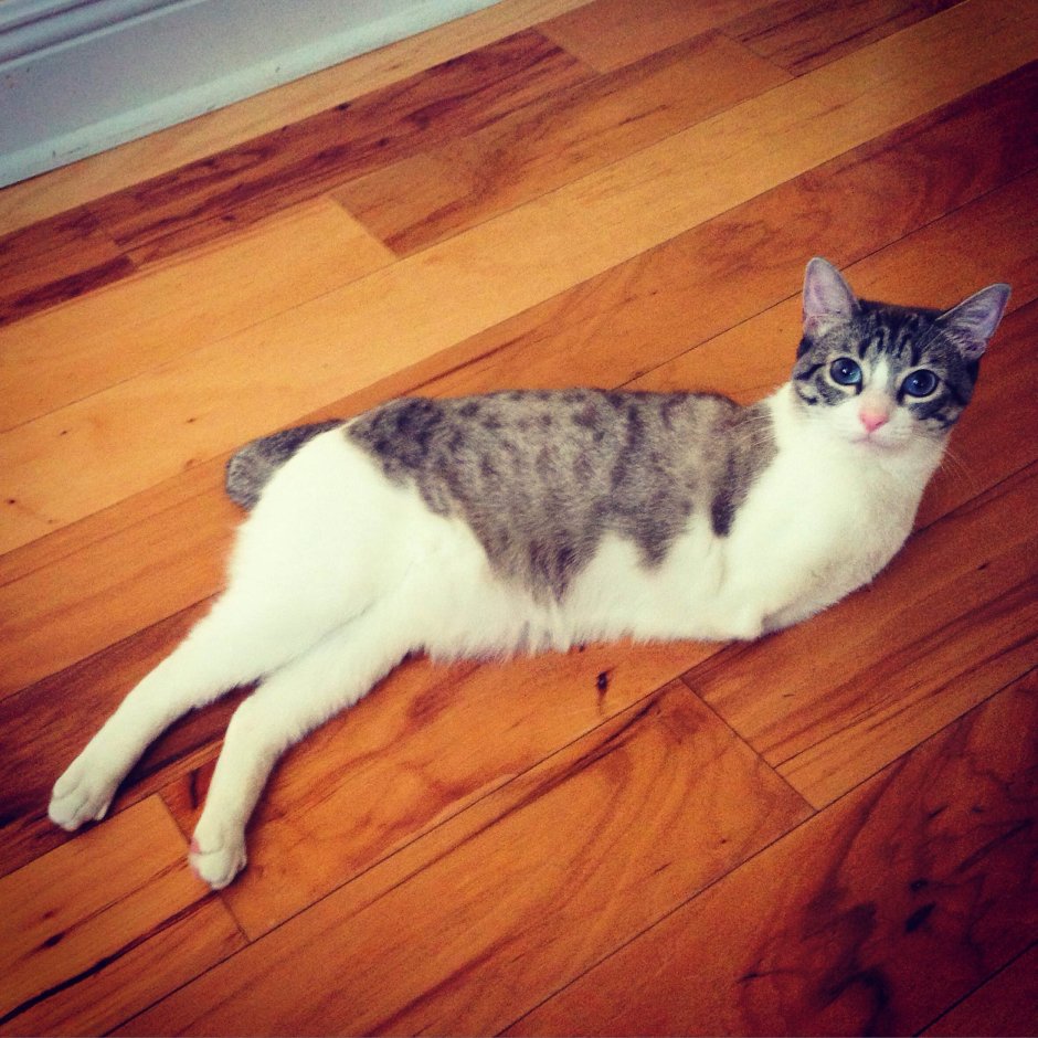 Коты инвалиды