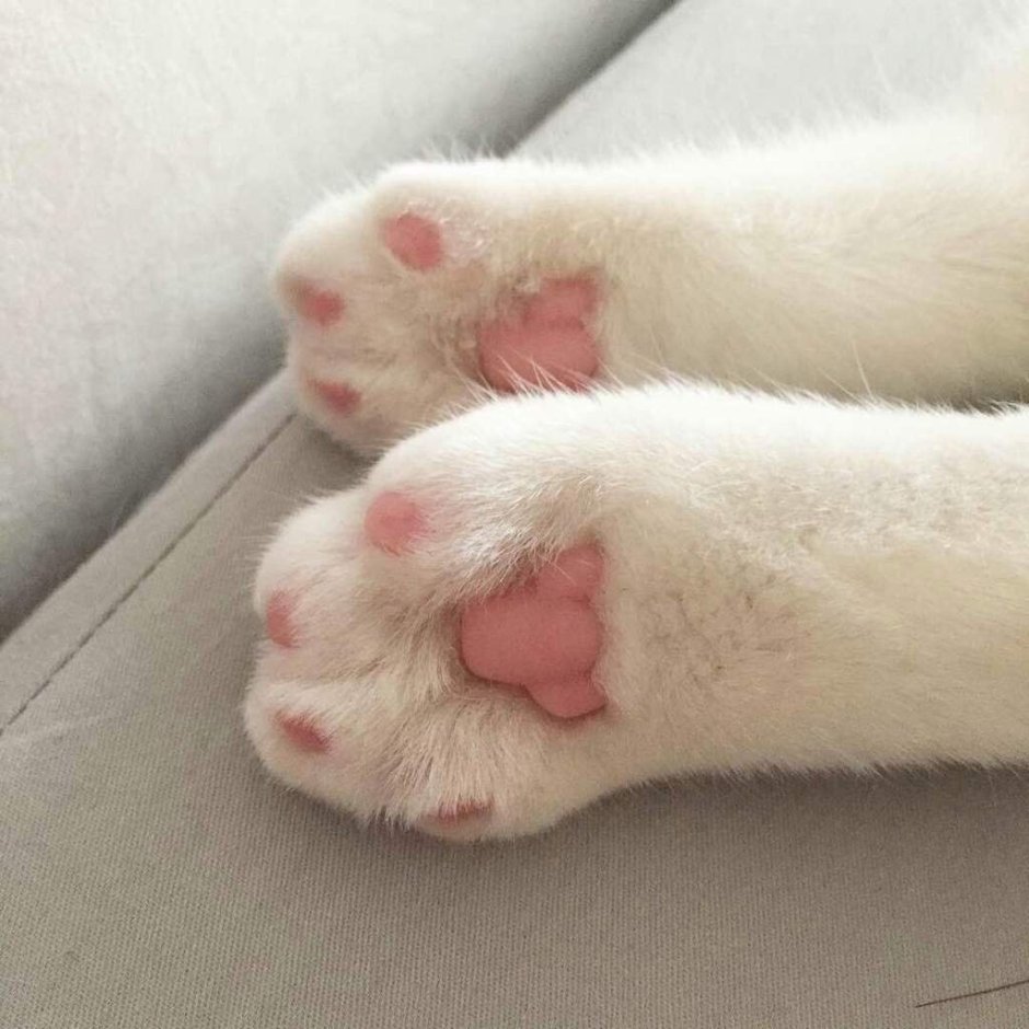 Эстетика кошачьих лапок