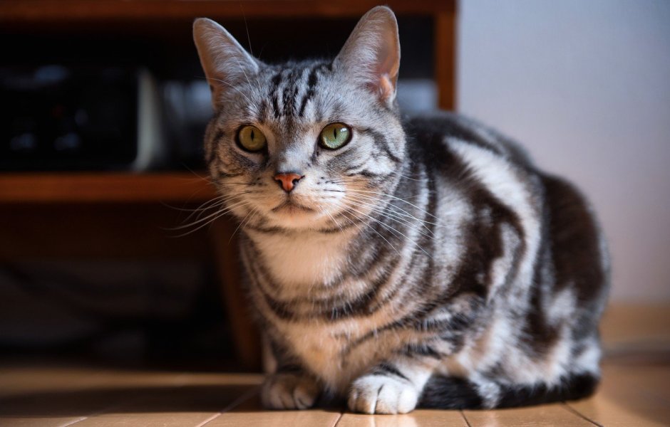 Британская кошка короткошерстная полосатая