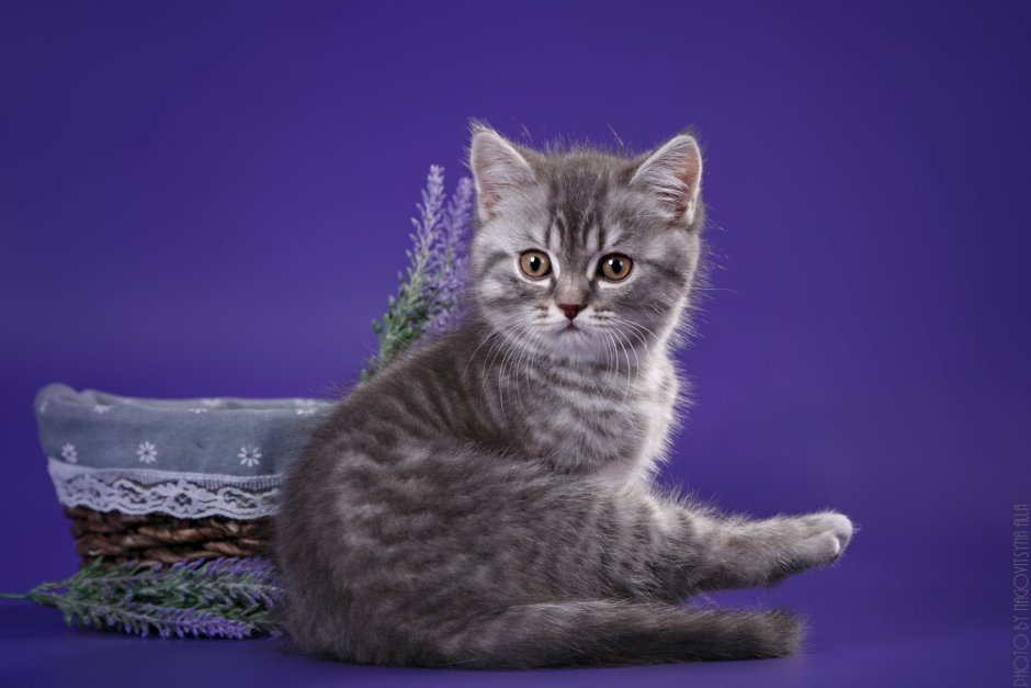 Шотландский скоттиш страйт