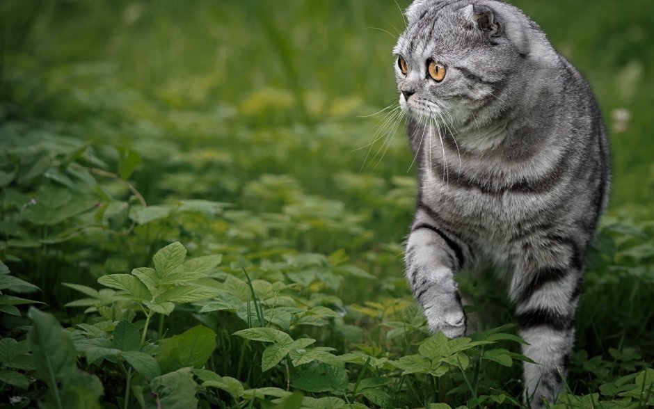 Скоттиш фолд полосатый