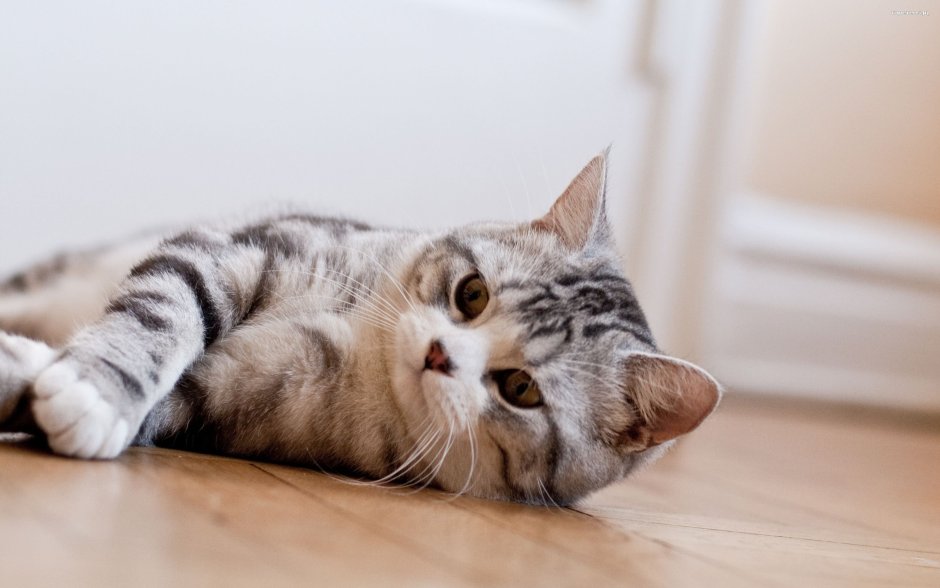 Скоттиш страйт