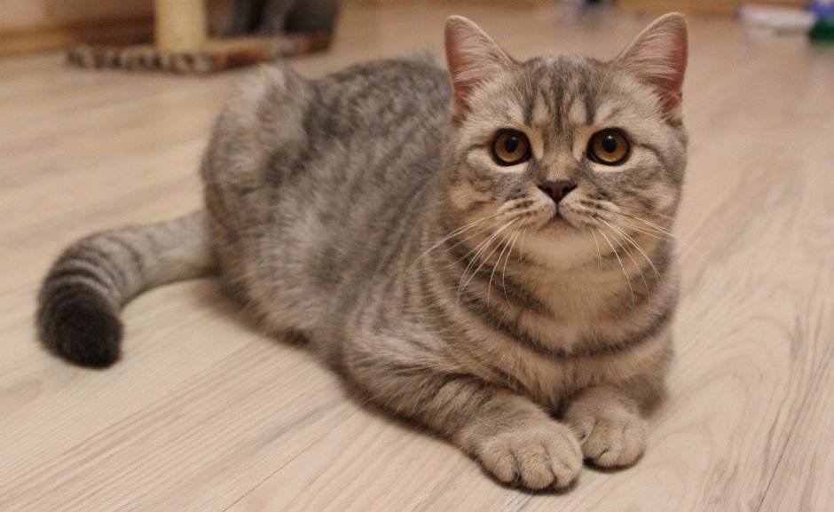 Британская короткошёрстная табби
