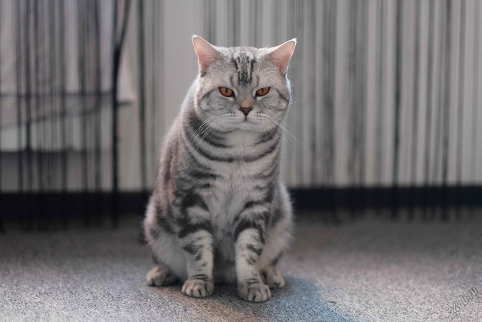 Скоттиш страйт полосатый