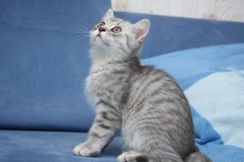 Британская кошка короткошерстная полосатая