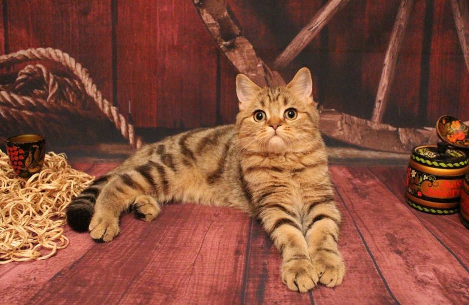 Шотландская тигровая кошка прямоухая