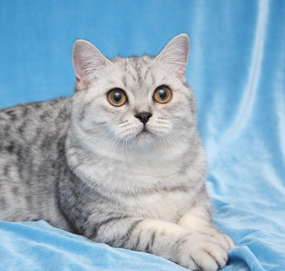 Шотландская кошка шиншилла табби