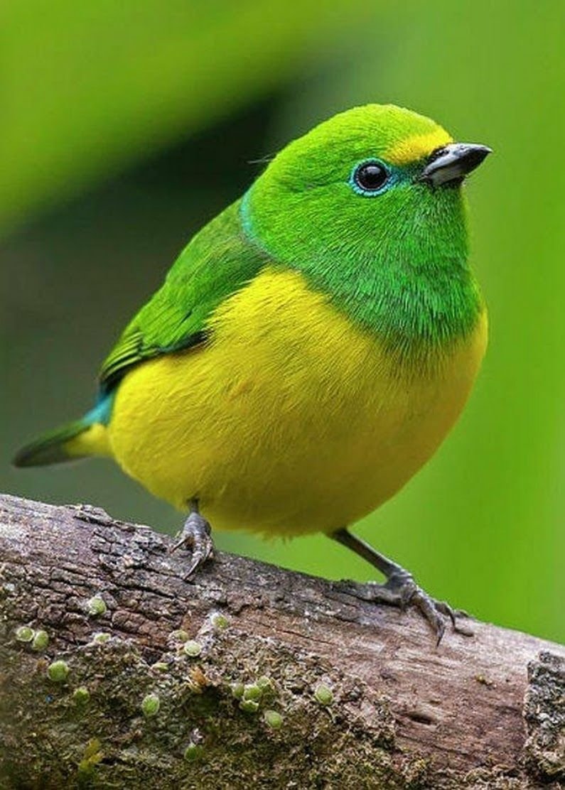 Пуэрториканский изумрудный Колибри