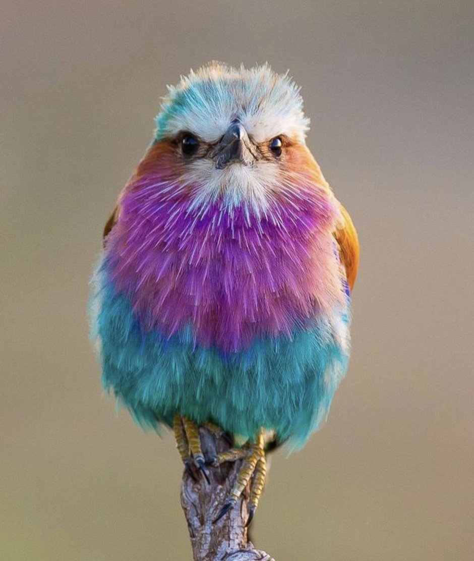 Сиреневогрудая сизоворонка