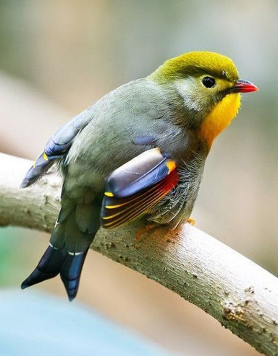 Китайский Соловей Leiothrix lutea