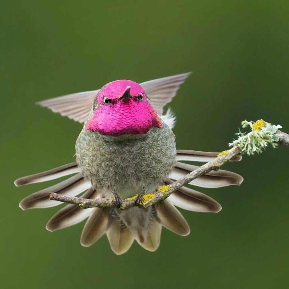 Птица с рожками