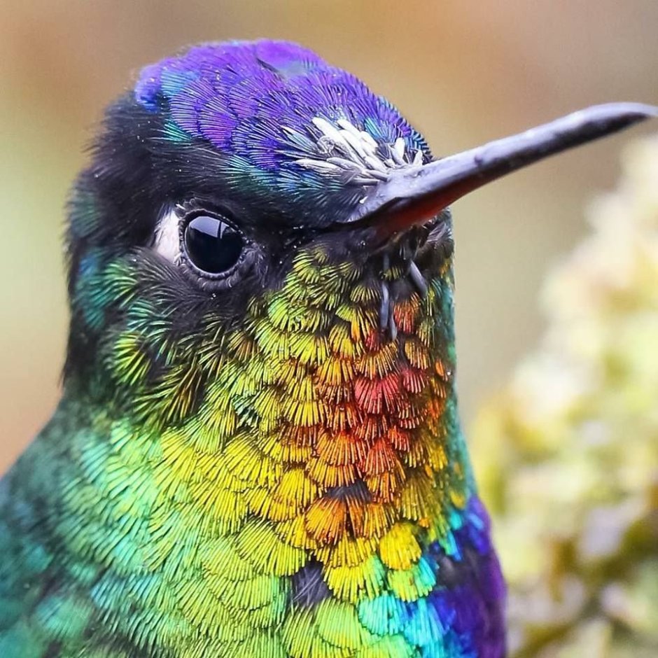 Радужная птица