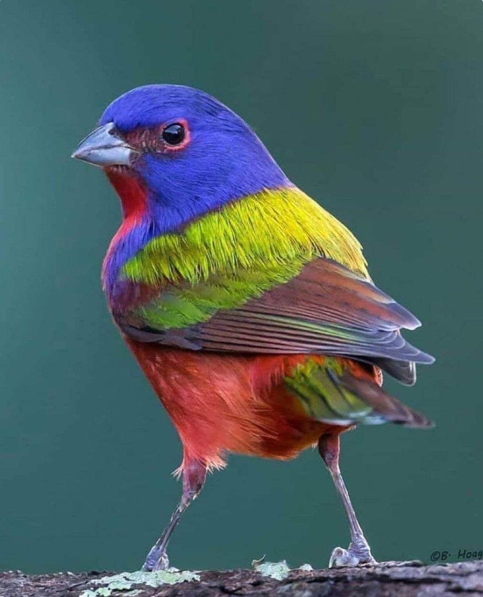 Расписной овсянковый Кардинал