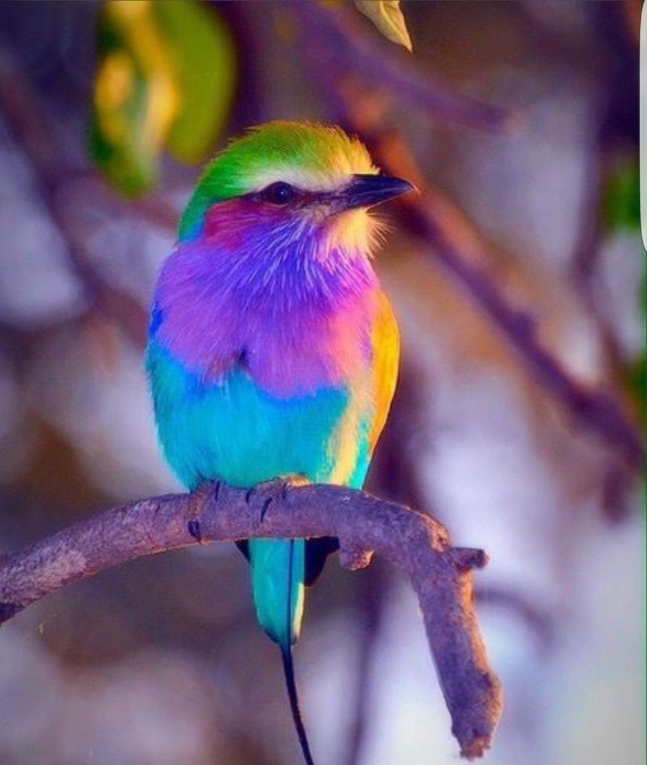 Сириновогрудая Сизорка