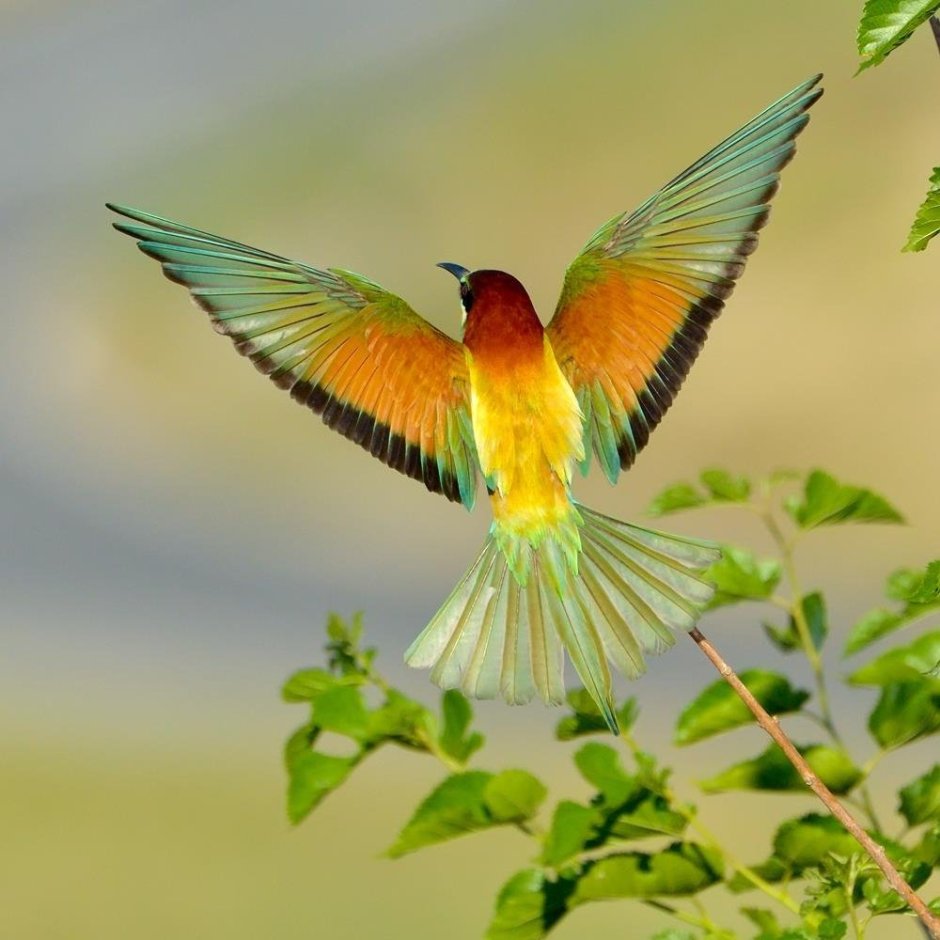 Оранжевогрудый овсянковый Кардинал