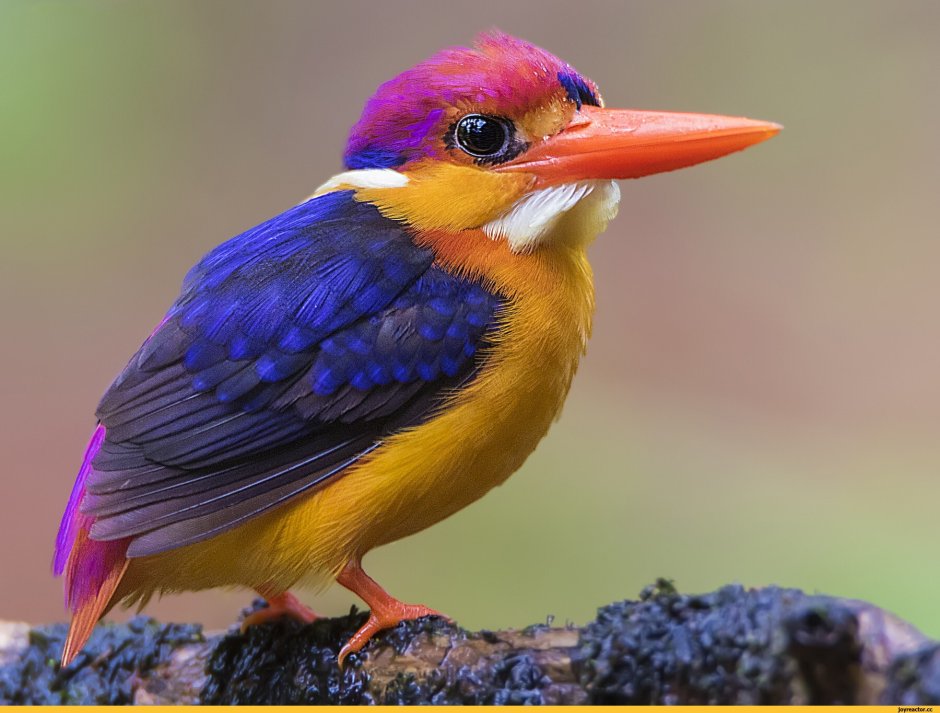 Рубиновый Зимородок