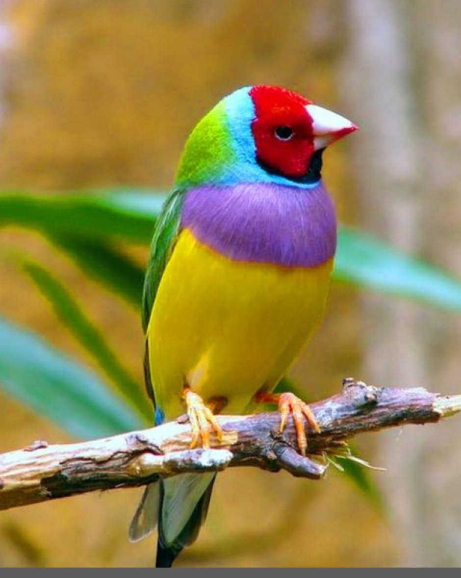 Канадская вильсония