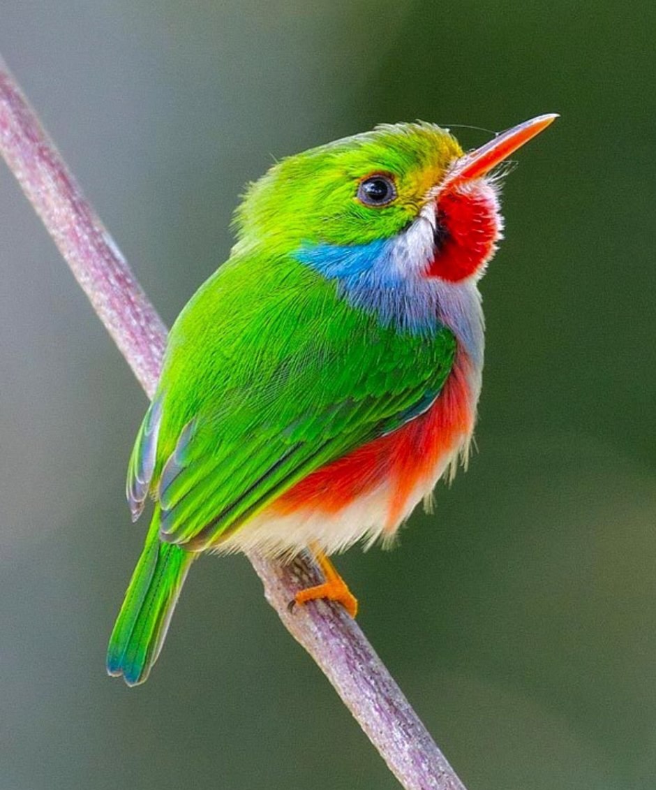 Синешапочная танагра