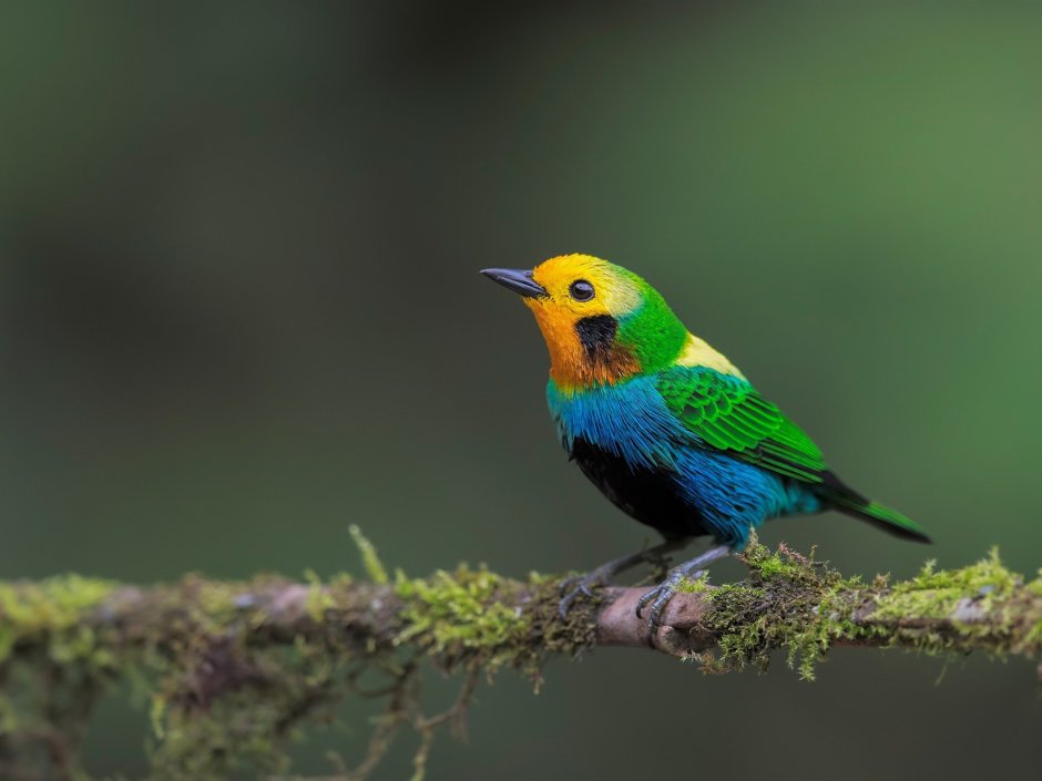 Семицветная танагра