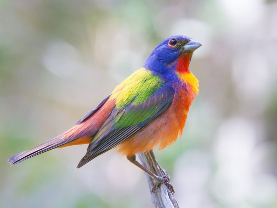 Аппликация птицы