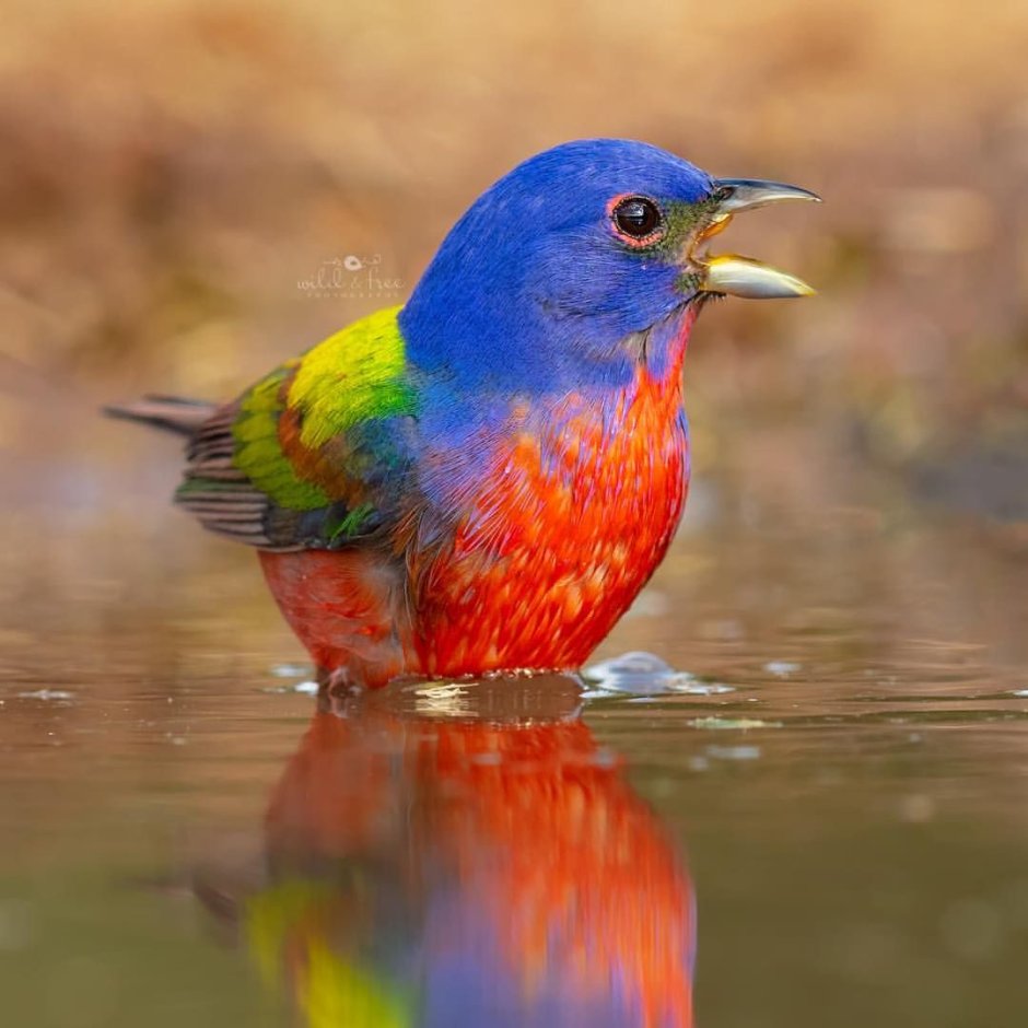 Оранжевогрудый овсянковый Кардинал