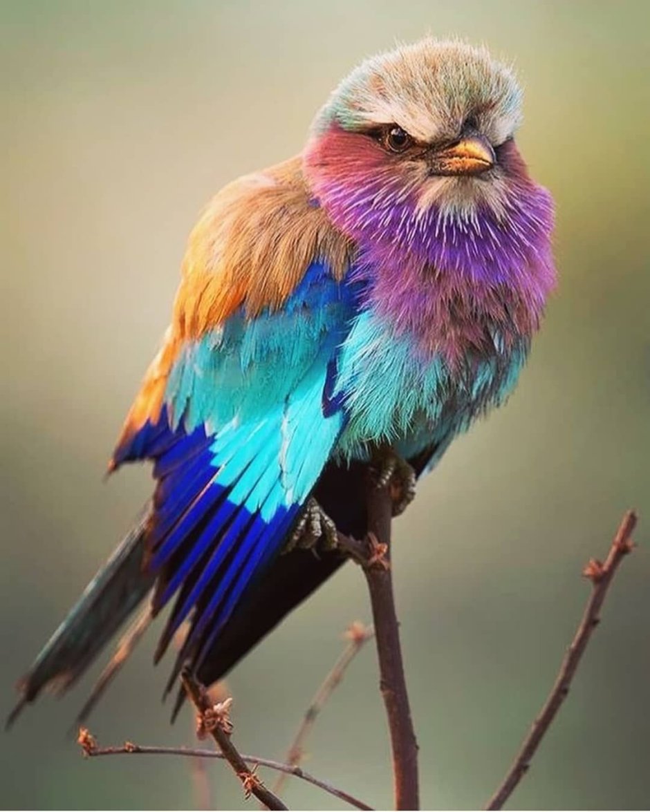 Сиреневогрудая сизоворонка