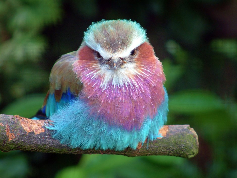 Сириновогрудая Сизорка