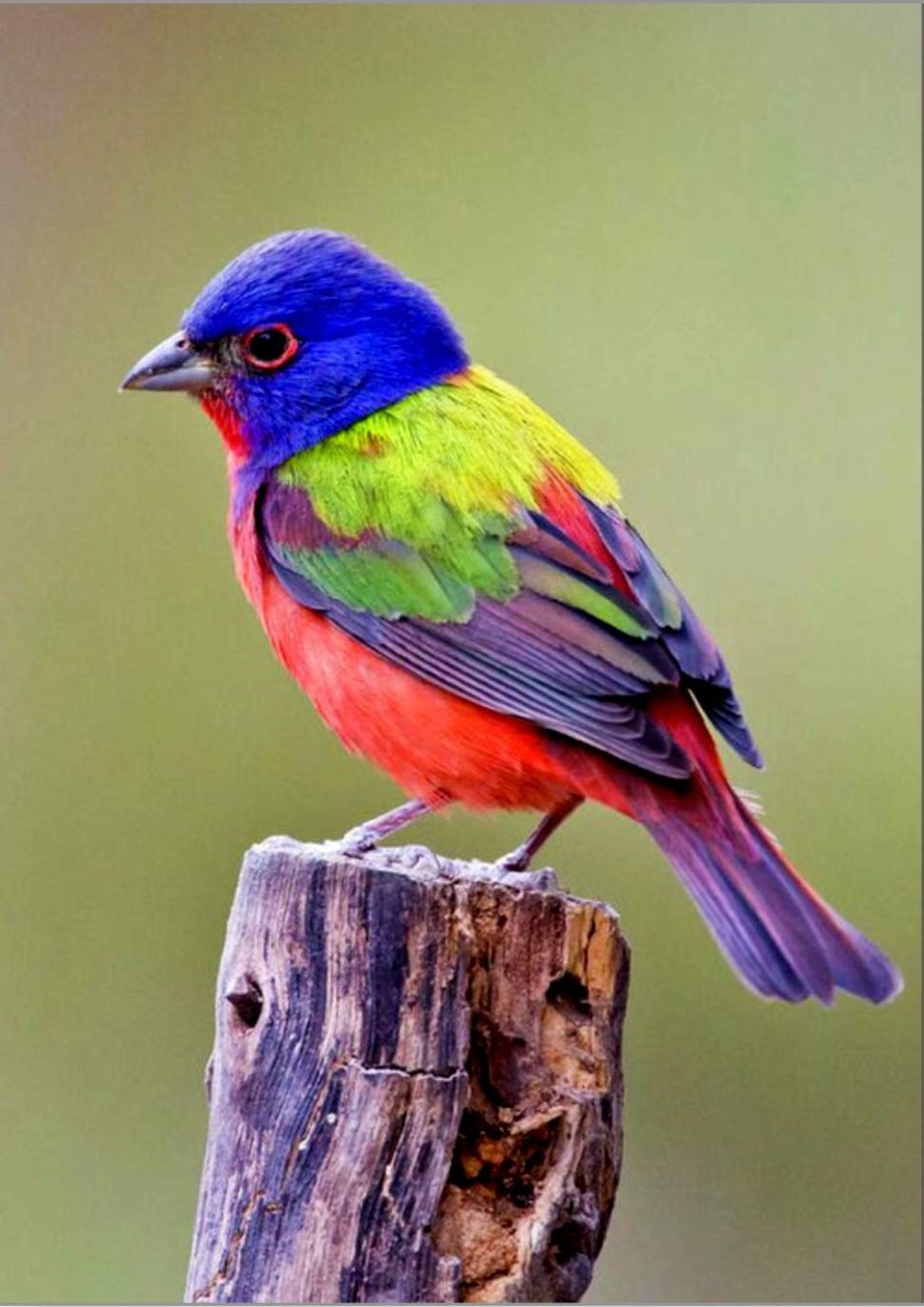 Тропический Зимородок