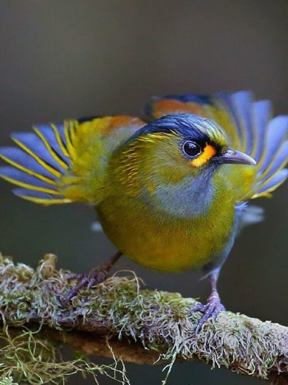 Неразлучники попугаи