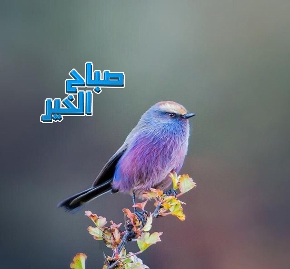 Экзотические птицы