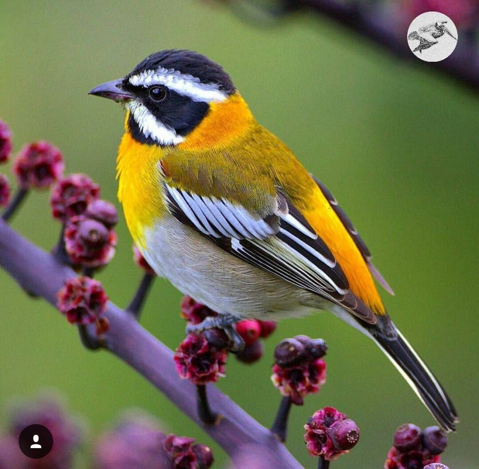 Красивые птицы