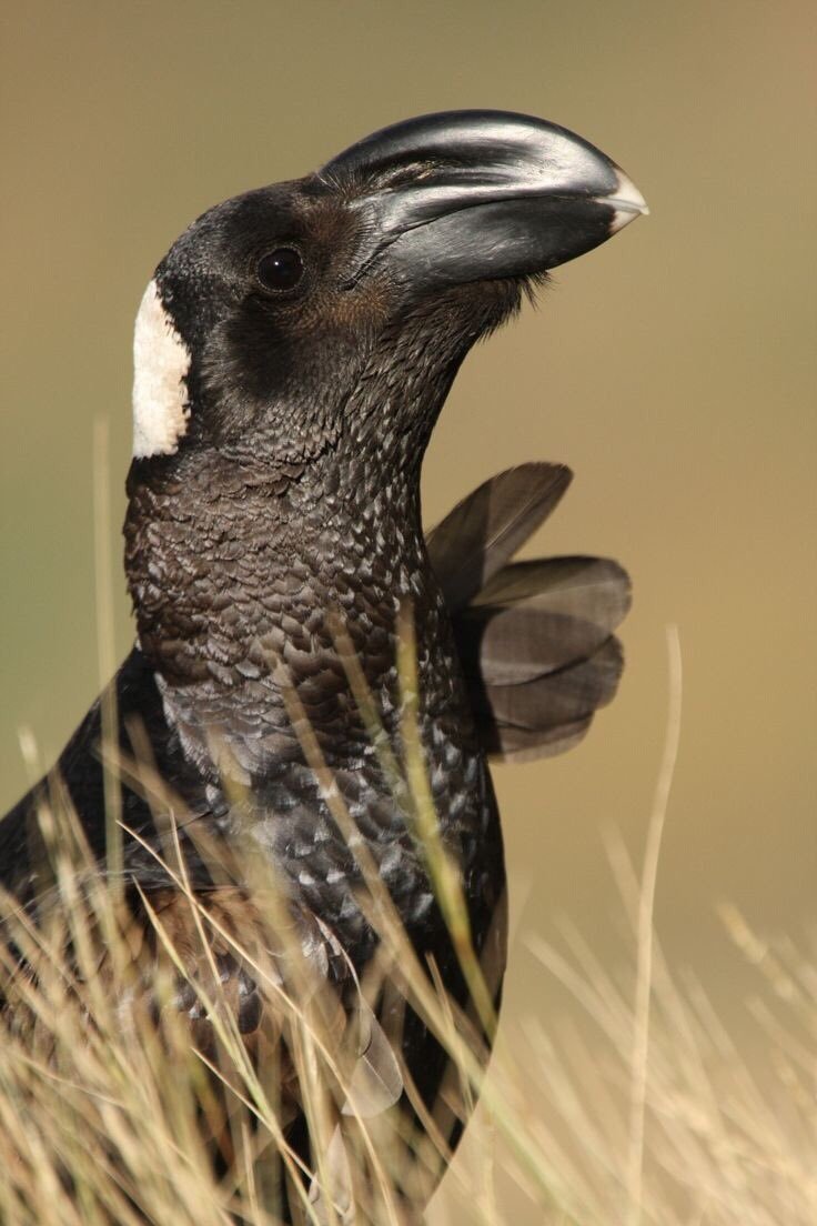 Corvus crassirostris