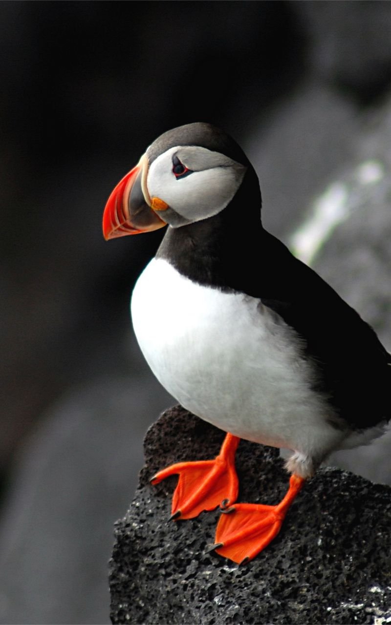 Атлантический тупик (Fratercula Arctica)