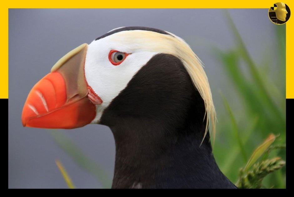 Тупик топорик птица