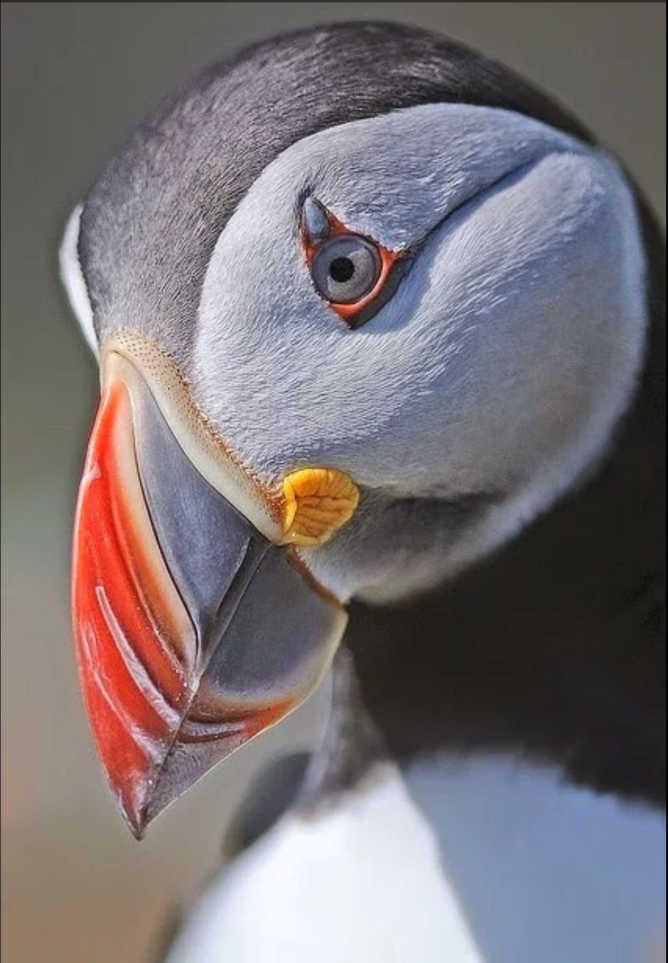 Atlantic Puffin