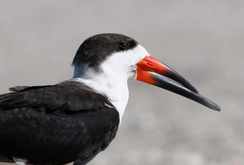 Африканский Водорез