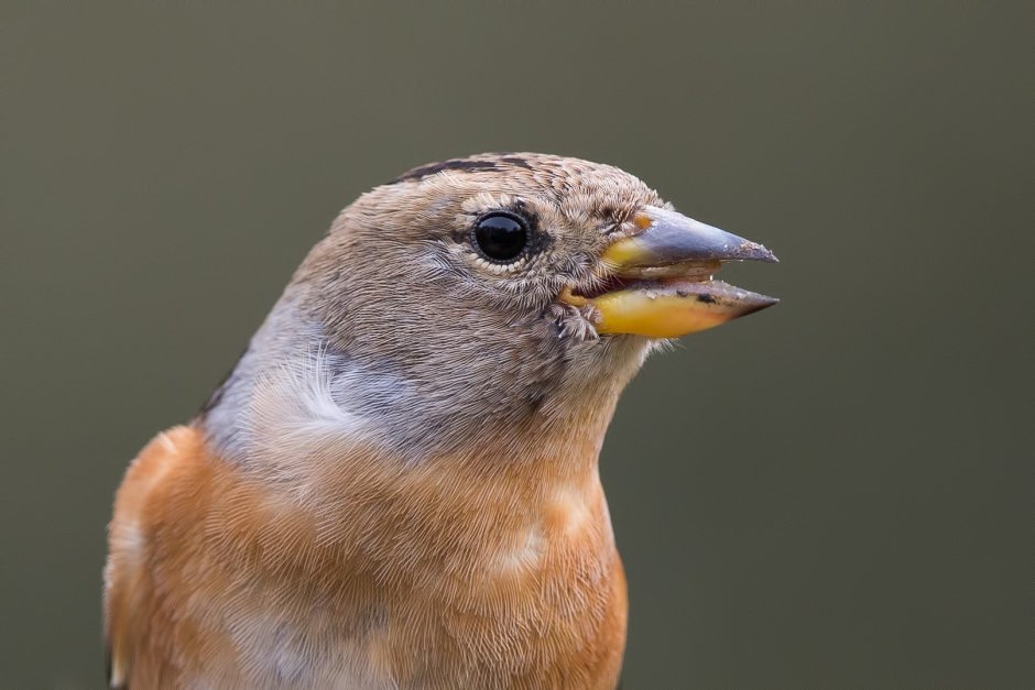 Юрок птенец