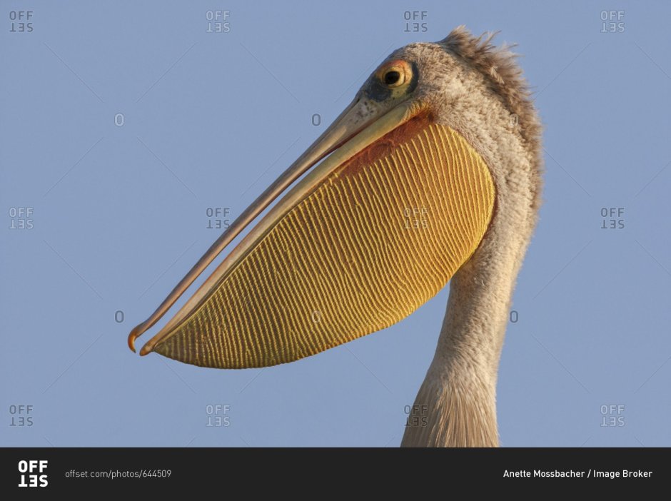 Розовоспинный Пеликан