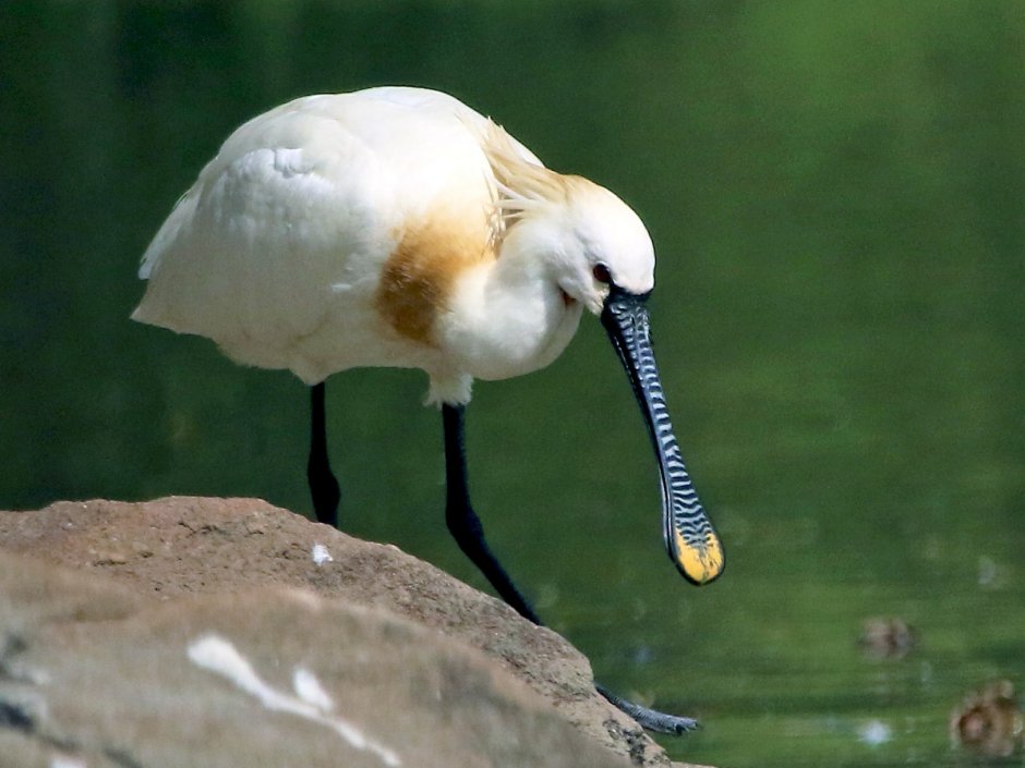 Eurasian Spoonbill