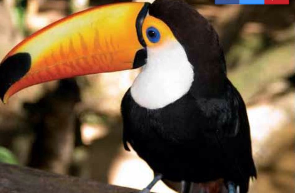 Птица похожая на тукана